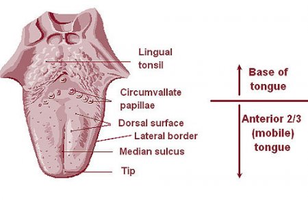 The lingual tonsils