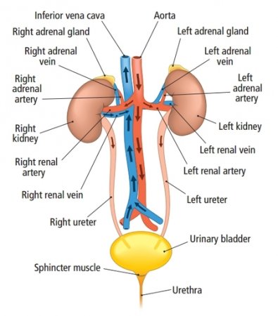 The urinary system of the lower torso