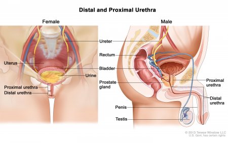 The urethra