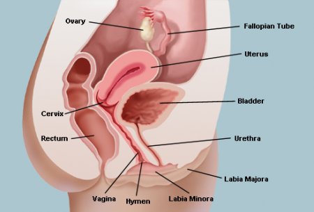 The vagina