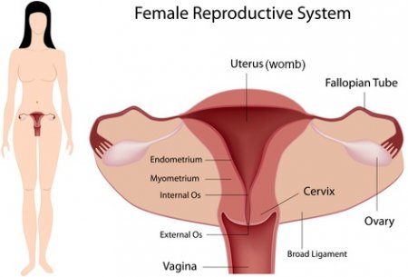 The female reproductive organs of the lower torso