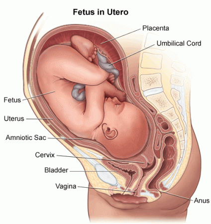 The fetus inside the womb