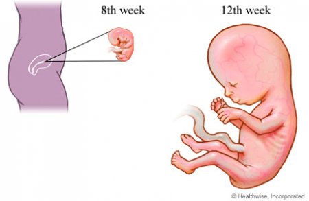 The fetus (First Trimester)