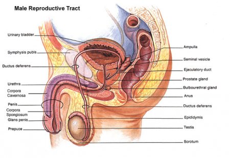 Male Reproductive Organs