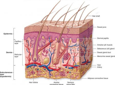 The integumentary system of the head and neck