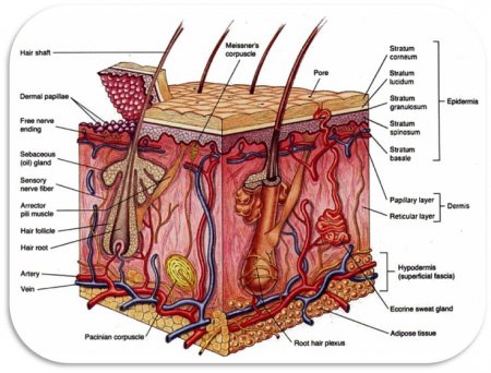 The integumentary system of the upper torso