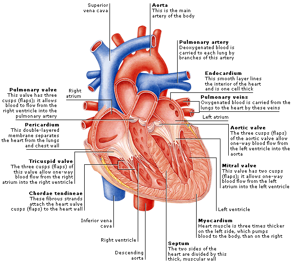 structure of human heart and its function