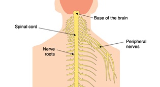 Nerves of the chest and upper back