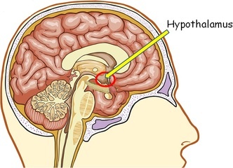 The hypothalamus