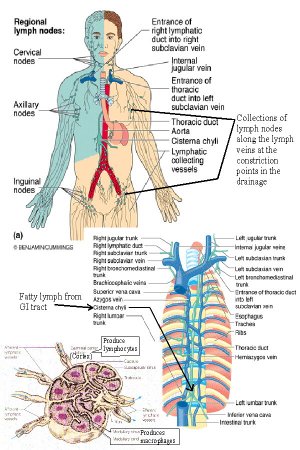 The immune and lymphatic systems of the upper torso