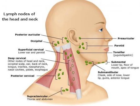 The cervical nodes