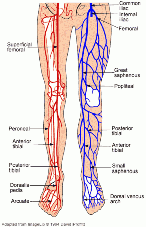 The cardiovascular system of the leg and foot