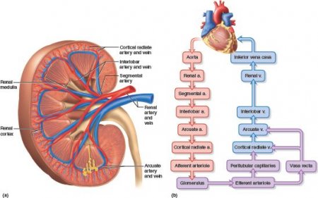 Blood filtration in the kidneys