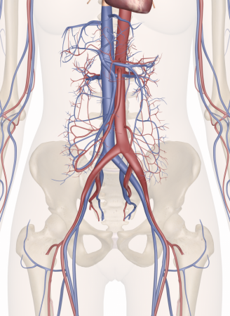 The cardiovascular system of the lower torso