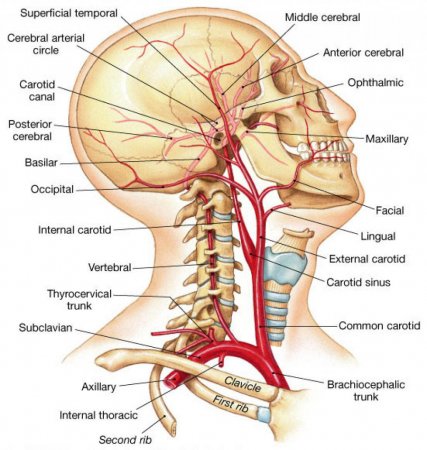 Blood vessels of the head and neck