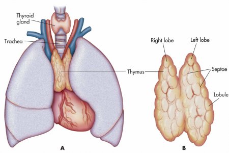 The thymus gland