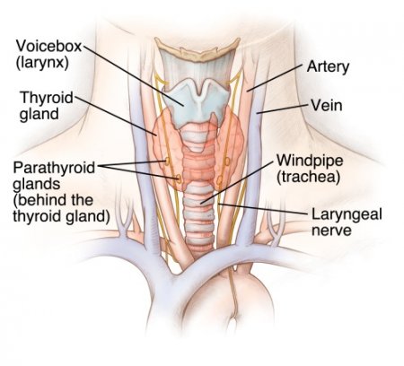 The thyroid gland