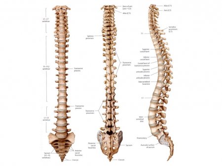 The spine